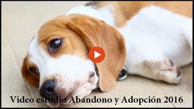 Video Estudio de Abandono y Adopción 2016